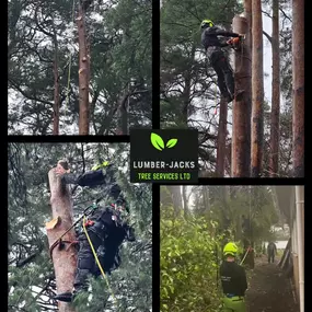 Bild von Lumber-Jacks Tree Services Ltd