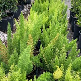 Foxtail ferns