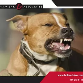 St. Louis Dog Bite Lawyer