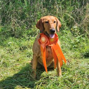 Bild von Peak Performance Labradors