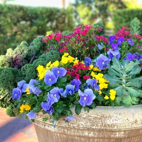 Potted Plants