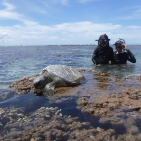 Bild von Maui Island Surf and Snorkel