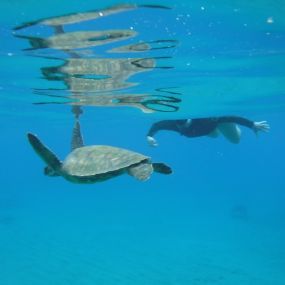 Bild von Maui Island Surf and Snorkel