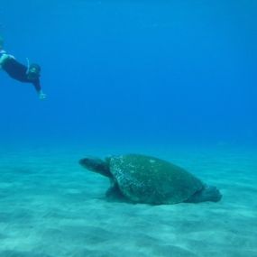 Bild von Maui Island Surf and Snorkel