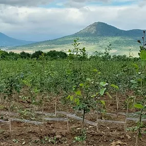 Ovocné školky Kukla