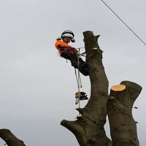 Bild von Highfield Tree Care