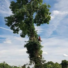 Bild von Highfield Tree Care