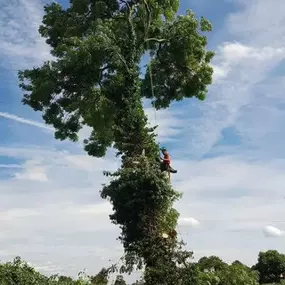 Bild von Highfield Tree Care