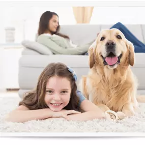 Pet Urine and Odor Removal