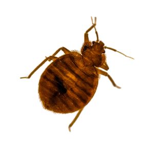 Bild von Tucson Bed Bug Heater Rental - Best Bed Bug Treatment