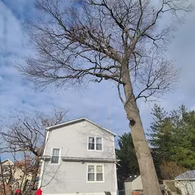 Anytown Tree Service Inc.- Tree removal