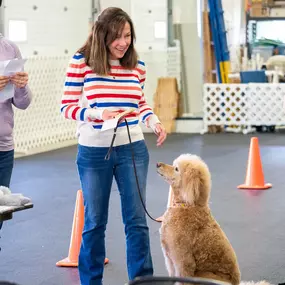 Bild von Tails Up Dog Training