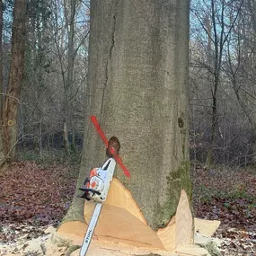 Bild von entreprise forestière beaudoin