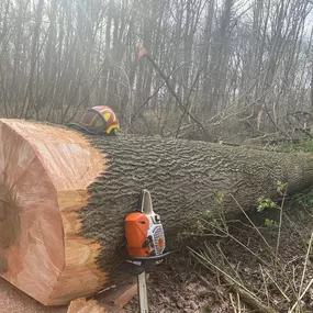 Bild von entreprise forestière beaudoin