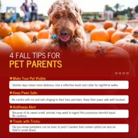 Fall is here, and it's time for pumpkin spice lattes and cozy sweaters... but also for keeping our furry friends safe! ???????? Check out these 4 tips to keep your pets safe this season. And don't forget—pet insurance can help you cover unexpected vet bills!