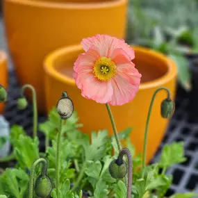 Bild von Northwest Landscape Supply
