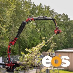Bild von eos Tree Services