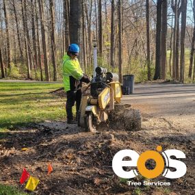 Bild von eos Tree Services