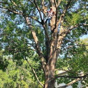 Bild von Cooper's Tree Service