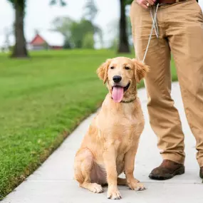 Perfect place to play with your four-legged friends