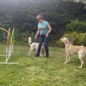 Bild von Pups and Pooches Dog Training