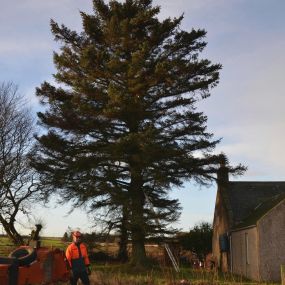 Bild von Aberdeenshire Tree Specialist