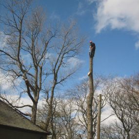 Bild von Aberdeenshire Tree Specialist