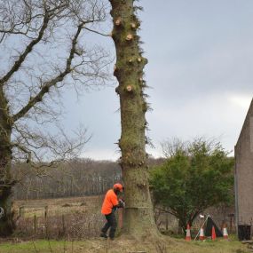 Bild von Aberdeenshire Tree Specialist