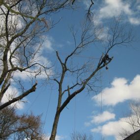 Bild von Aberdeenshire Tree Specialist