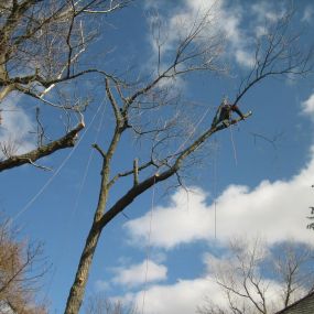 Bild von Aberdeenshire Tree Specialist