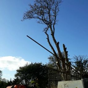 Bild von Aberdeenshire Tree Specialist