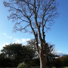 Bild von Aberdeenshire Tree Specialist