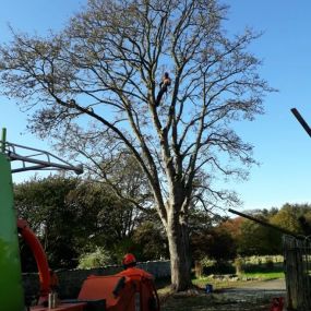 Bild von Aberdeenshire Tree Specialist