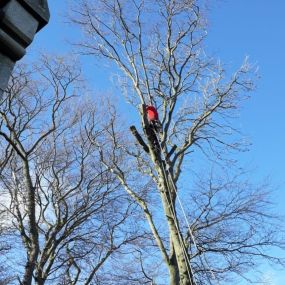 Bild von Aberdeenshire Tree Specialist