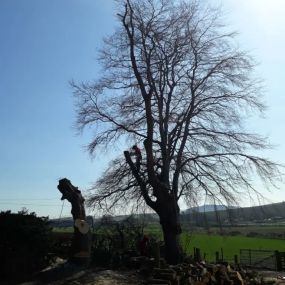 Bild von Aberdeenshire Tree Specialist