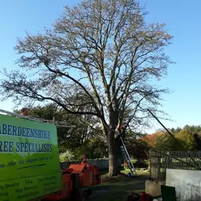 Bild von Aberdeenshire Tree Specialist