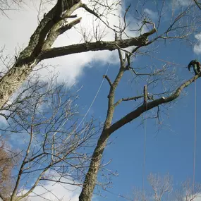 Bild von Aberdeenshire Tree Specialist