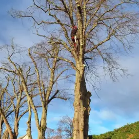 Bild von Aberdeenshire Tree Specialist