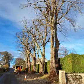 Bild von Aberdeenshire Tree Specialist