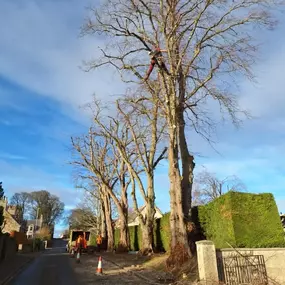 Bild von Aberdeenshire Tree Specialist