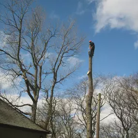 Bild von Aberdeenshire Tree Specialist