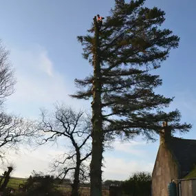 Bild von Aberdeenshire Tree Specialist