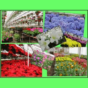 Bild von Essex Florist & Greenhouses, Inc
