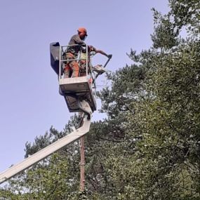 servicios-de-arboricultura-en-todo-cataluna.jpg