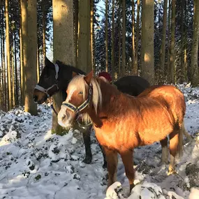 Bild von Heidi Vogler – Pferdegestütztes Coaching und mehr