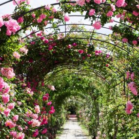 Bild von La rose du jardin