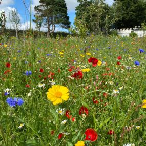 Bild von Plantations