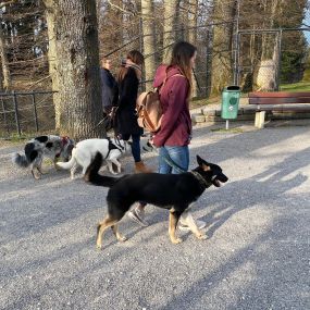 Bild von A-Z-Hundetraining