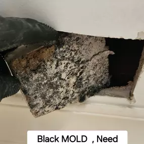 Mold removal