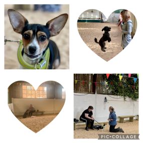 Bild von Just Pawfect Dog Training Wrexham